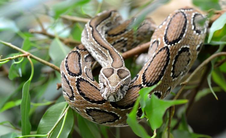 Zamordował swoją żonę przy pomocy kobry. Sąd wydał surowy wyrok