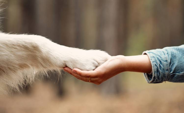 Pies wybrał imię dla dziecka. To wideo na TikToku to hit! [WIDEO]