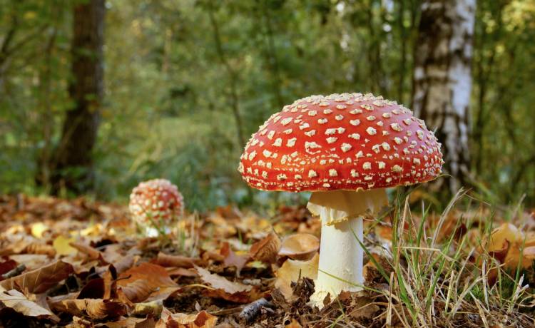 W Internecie pojawił się niebezpieczny trend. Influencerka mówi o jedzeniu muchomorów