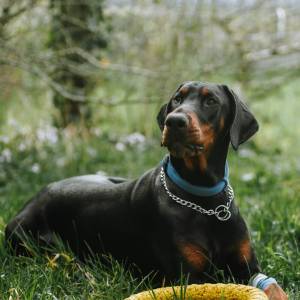 Mężczyzna uśmiercił psa przy pomocy młotka. Uważa, że oszczędził mu cierpień