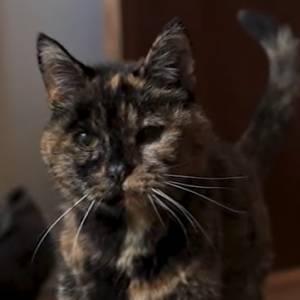 Ta kotka jest najstarsza na świecie. Za jej wiek przyznano jest rekord Guinnessa! [WIDEO]