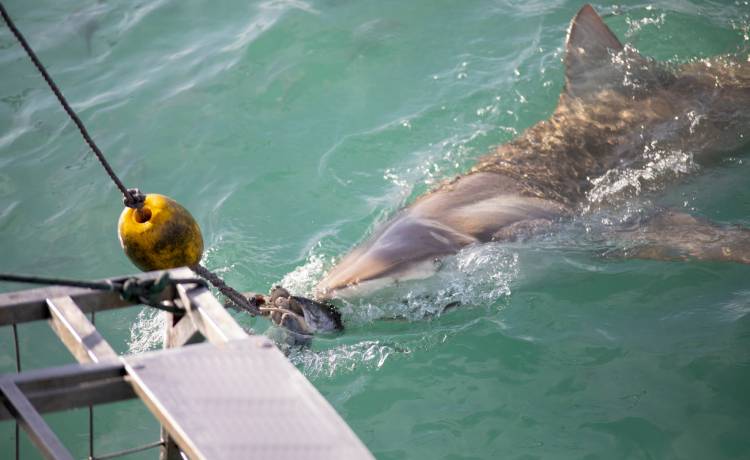 Dramatyczne chwile na morzu. Rekiny zatopiły łódź. Żeglarzy uratowano w ostatniej chwili [WIDEO]