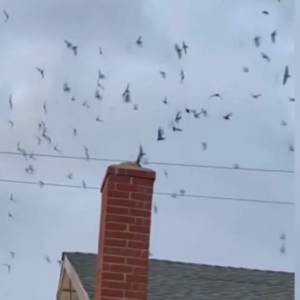 „Weszliśmy w koszmar”: Rodzina znalazła w swoim domu setki ptaków. Zwierzęta wleciały przez komin [WIDEO]