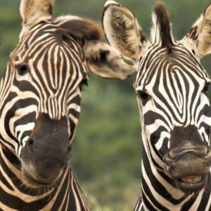 Naukowcy rozwiązali kolejną zagadkę! Wiadomo, dlaczego zebry mają paski!                               