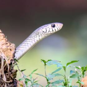 Tak nieświadomie przyciągasz węże do ogrodu. Sprawdź, czego unikać