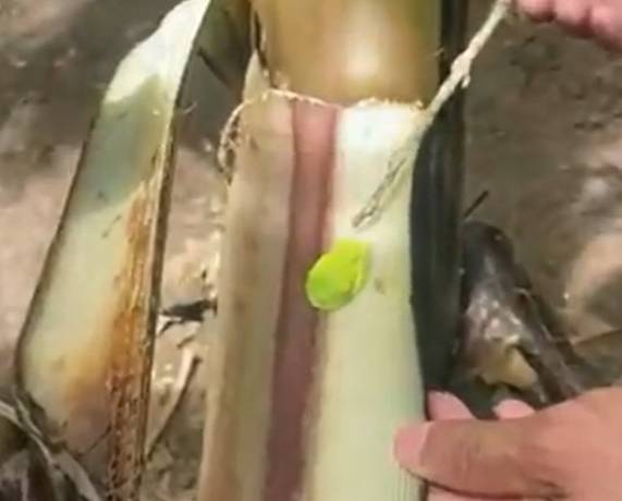 Ten niezwykły drzewołaz wie, jak się ukryć. Trudno go zauważyć! [WIDEO]