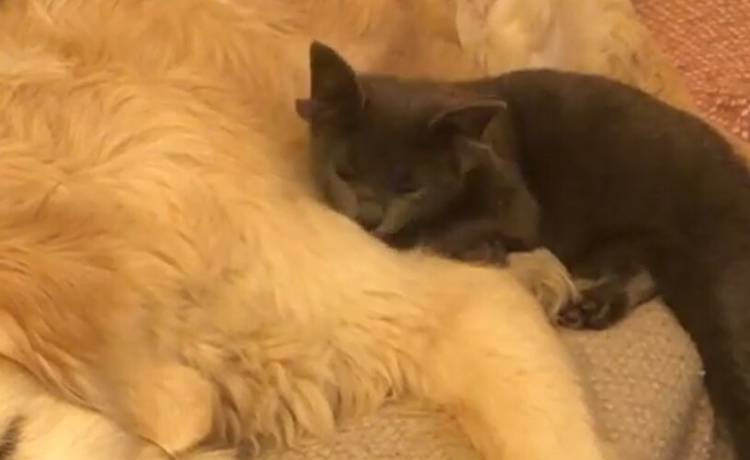 Na świecie pojawił się kot z... czterema uszami! Natychmiast stał się gwiazdą Instagrama [FOTO]