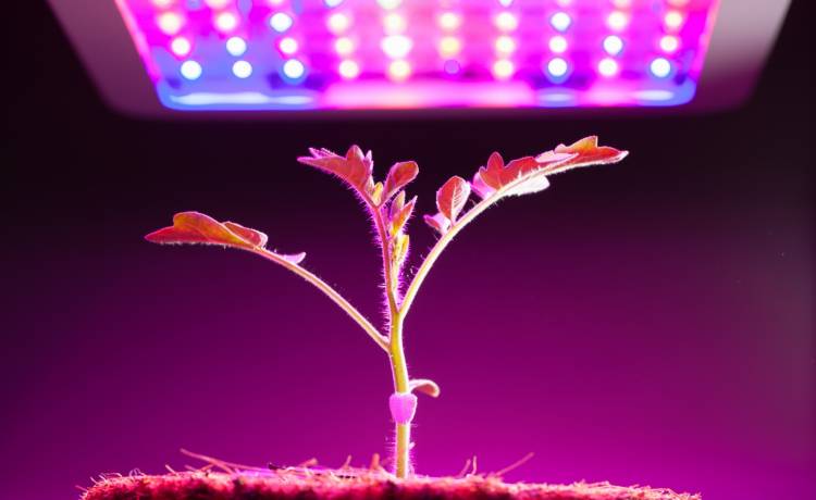 Rośliny domowe w zimie. Czy warto je doświetlać specjalnymi żarówkami?