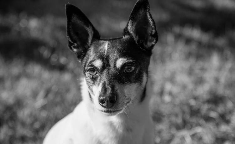 Odszedł najstarszy pies na świecie. Pebbles była rekordzistką Guinnessa