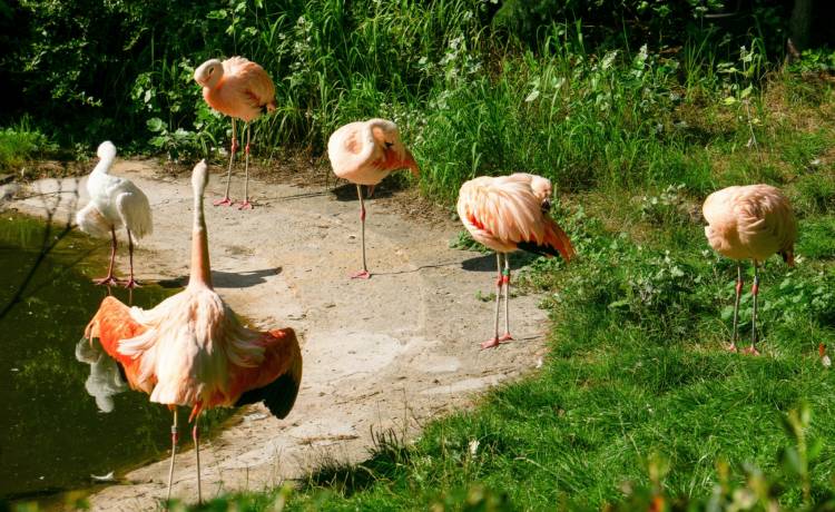 Dramatyczna sytuacja ze szczęśliwym zakończeniem. W samolocie uratowano sześć flamingów