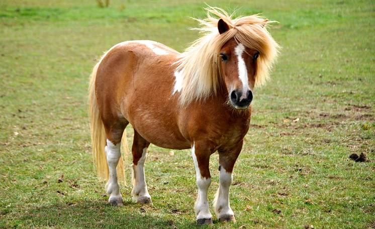 "Kucokradzi" z Wieliczki zostali zatrzymani. Postawiono im zarzuty