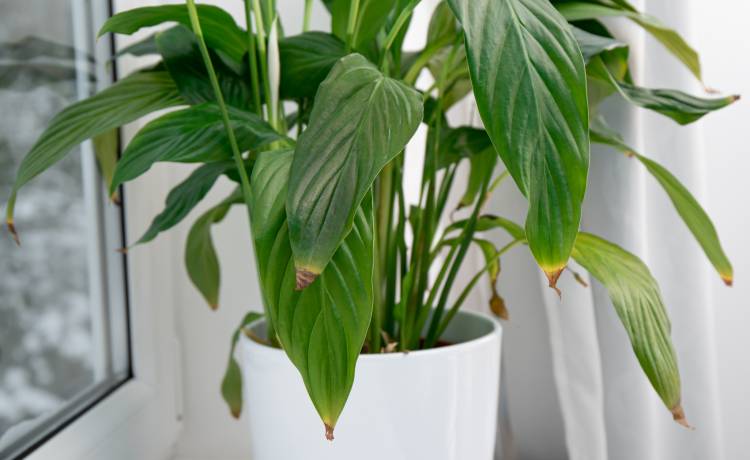 fot. shutterstock.com