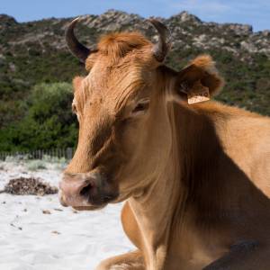 Rajskie plaże opanowane przez agresywne krowy! Władze Korsyki przestrzegają turystów