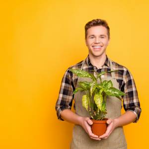 Dlatego nie można trzymać difenbachii w domu. Mało kto o tym wie