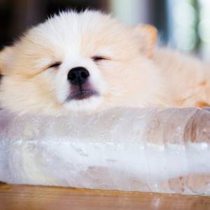 Jak pomóc zwierzakom przetrwać upały?