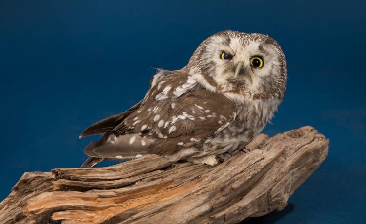 fot. shutterstock.com