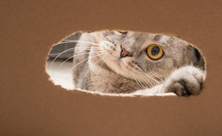 Kot był uwięziony w kontenerze ze słodyczami przez 19 dni. Przeżył, bo jadł cukierki...