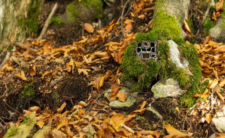Zdjęcie z leśnej fotopułapki robi furorę w sieci! "Mamo! Zobacz kogo my tu mamy" [FOTO]