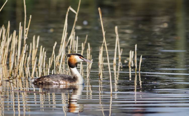 Wymiotujący perkoz został ptakiem stulecia. W głosowaniu doszło do oszustwa