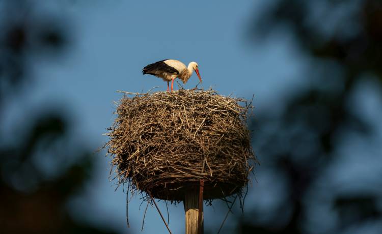 fot. shutterstock.com