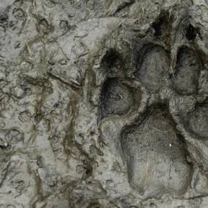 Biały wilk przyłapany! Niezwykłe nagranie z Pomorza trafiło do sieci [WIDEO]