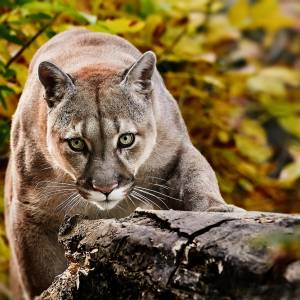 24-latka spacerowała z psem. W pewnym momencie zaatakowała ich puma!