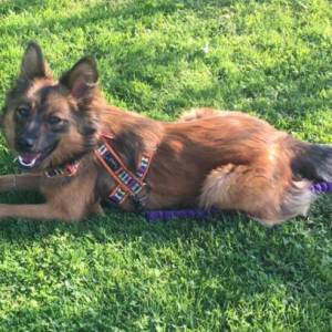 Energiczna Oli szuka domu! Potrzebuje rodziny, z którą będzie aktywnie spędzać czas