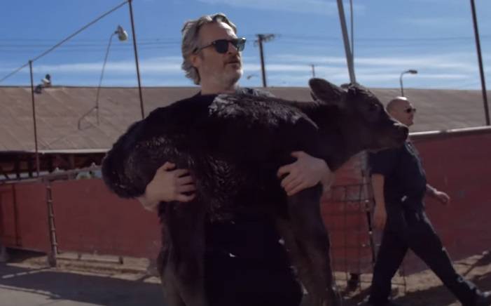 Joaquin Phoenix uratował krowę i cielę z rzeźni. Nagranie z akcji trafiło do sieci! [WIDEO]
