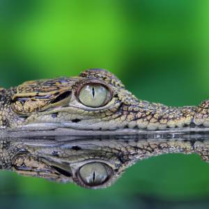 Czechy. Krokodyl Mireczek odnaleziony! "Całkiem dobrze się ukrył"