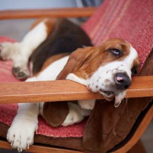 Te psiaki uwielbiają drzemki. 9 ras, które dużo śpią