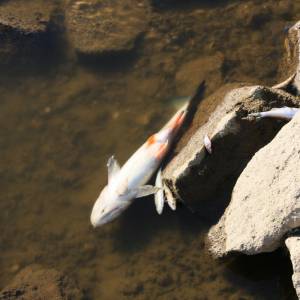 Śnięte ryby w Odrze. Jest alert RCB. "Nie używaj wody z rzeki"