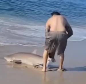 Złapał rekina gołymi rękami i wyciągnął na plażę. Niesamowite nagranie podbija sieć [WIDEO]