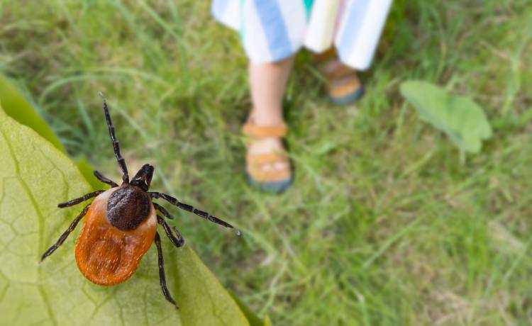Jak wyciągnąć kleszcza? Gdzie wbija się najczęściej? Zapoznaj się z tymi praktycznymi wskazówkami [FOTO]
