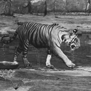 Gdański Ogród Zoologiczny przekazał smutne wieści. Pożegnano tygrysa 
