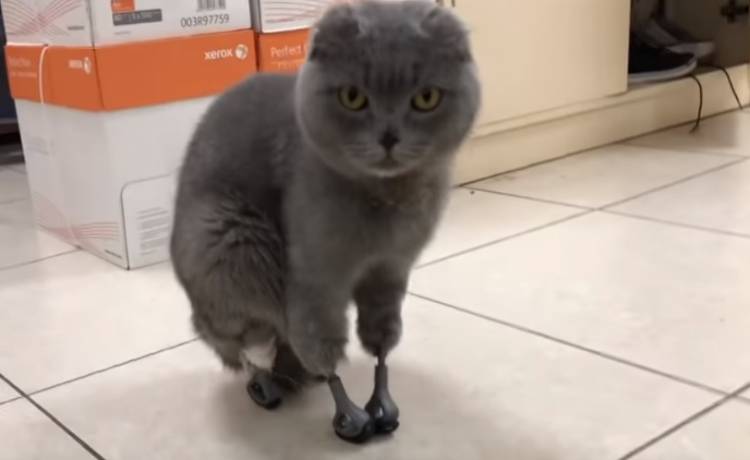 Kotka odmroziła sobie cztery łapki i uszy. Teraz znowu może chodzić!