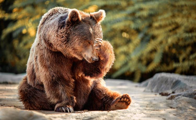Chciał dotknąć niedźwiedzia. Tę lekcję zapamięta na długo [WIDEO] 