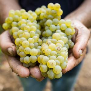 Czy winogrona są zdrowe? Niestety nie dla każdego