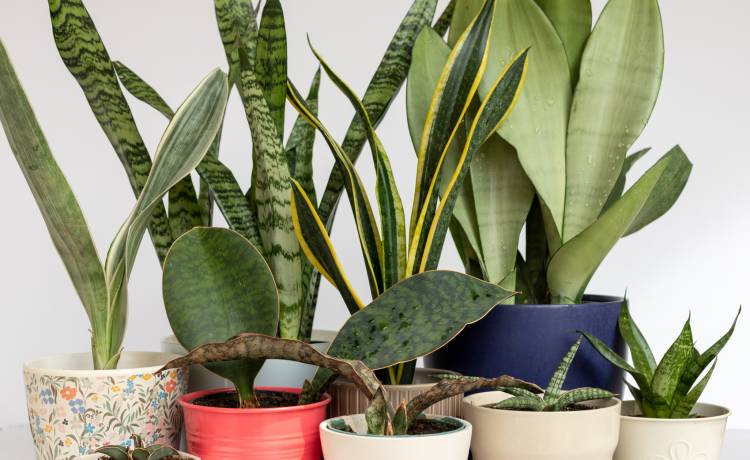 5 roślin do ciemnych pomieszczeń. Nie potrzebują wiele słońca