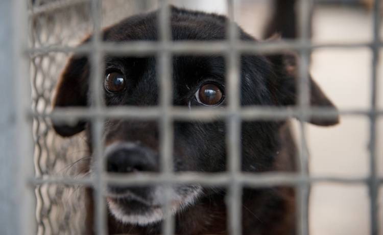 Tłumy w krakowskim schronisku! Jak można pomóc zwierzakom w czasie mrozów? [WIDEO]