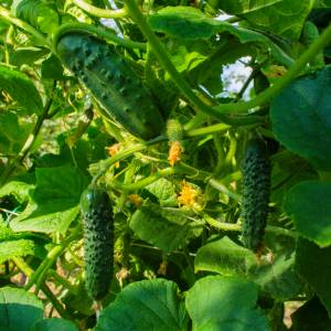 Wiele osób myśli, że to warzywo. Najbardziej niedoceniany owoc jest jednym z najzdrowszych?