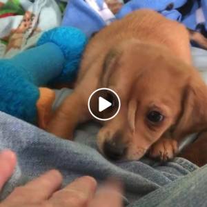 Szczeniakowi na głowie rośnie... ogon! Zobaczcie zdjęcia!