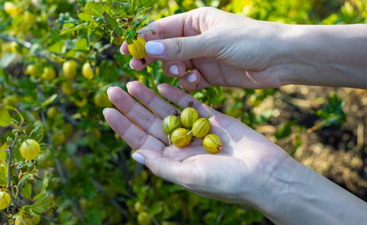 Latem postaw na agrest! Dlaczego warto go jeść?