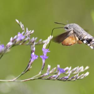 Fruczak gołąbek już w Polsce! Jak go rozpoznać i przyciągnąć do ogrodu?