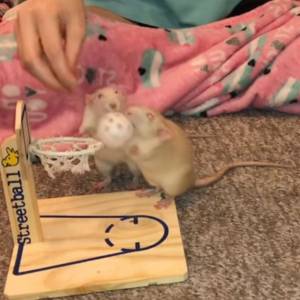 Koszykówka w wydaniu... szczurów! Ten filmik to hit sieci!