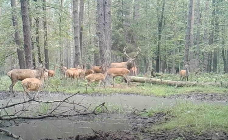 Jelenia walka o pozycję w stadzie. Czegoś takiego jeszcze nie widzieliście! Zaskakujące nagranie trafiło do sieci [WIDEO]