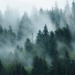 Sceny jak z horrorów w polskich lasach! Uciekać czy dzwonić na policję?