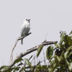 Śpiewa z siłą startującego odrzutowca! To najgłośniejszy ptak na świecie [WIDEO]