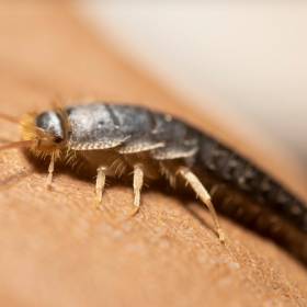 Rybiki w łazience i kuchni? Tak się ich pozbędziesz