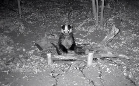 Borsuk "czyścioszek" rozbawił internautów! Jego wieczorną toaletę uchwyciła fotopułapka [WIDEO]