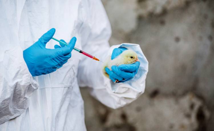 Zmarła 54-letnia kobieta. Nawrót ptasiej grypy. Następna epidemia w natarciu? 